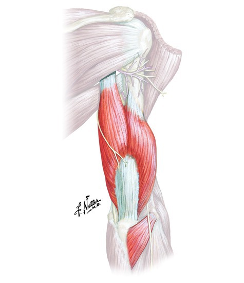 Muscles that extend the elbow. (muscles not shown: medial head of triceps brachii, lies deep)