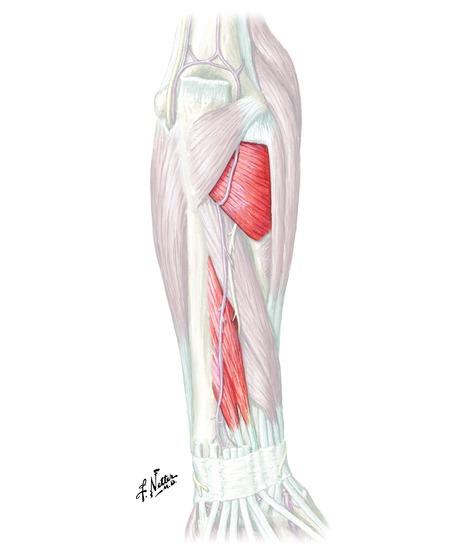Muscles that shop supinate the forearm