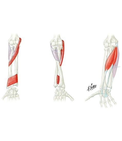 Muscles that pronate the forearm