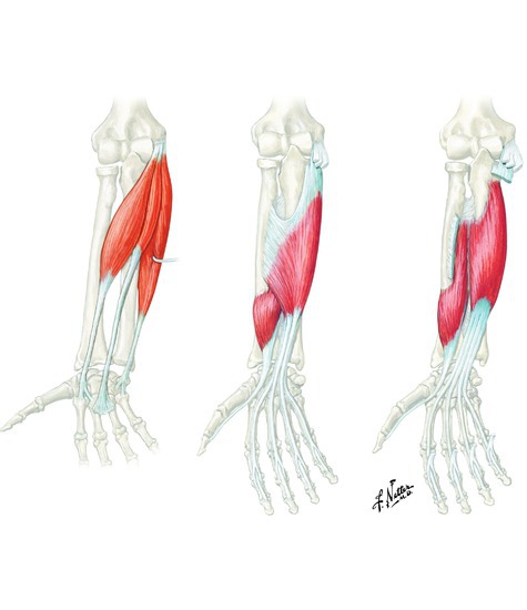 Muscles that flex the wrist