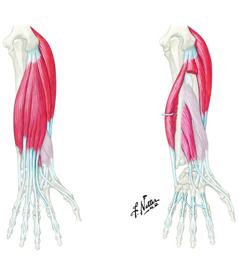 Muscles that extend the wrist