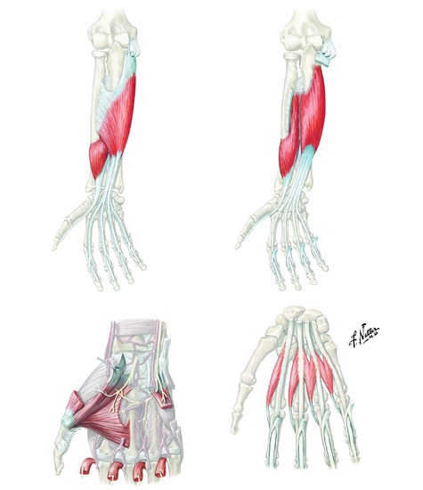 Muscles that flex the fingers 