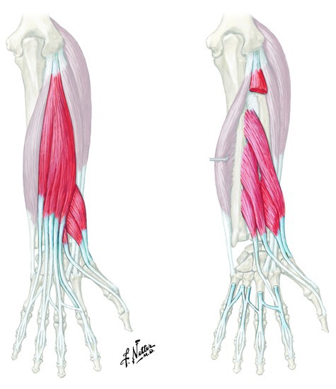 Muscles that extend the fingers