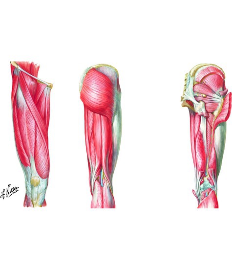 Gluteal Region and Thigh Muscles