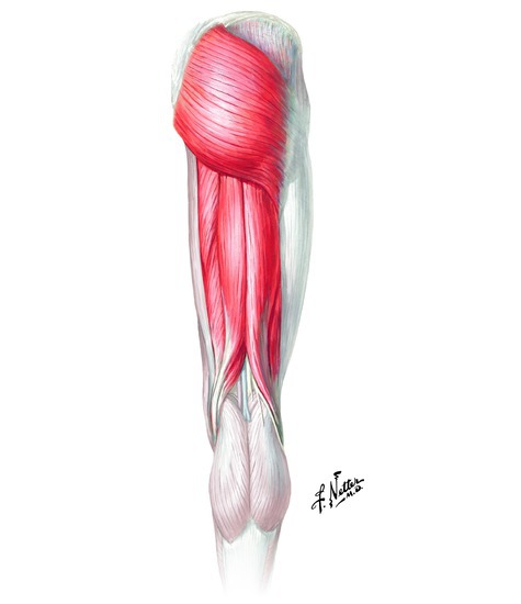 Muscles that extend the hip
