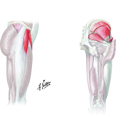 Muscles that abduct the hip