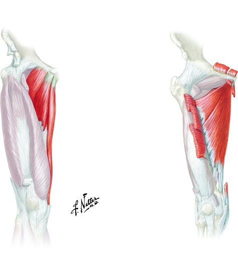 Muscles that adduct the hip (muscles not shown: biceps femoris (long head), quadratus femoris, gluteus maximus (lower fibers)