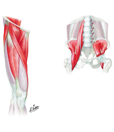 Muscles that flex the hip 
