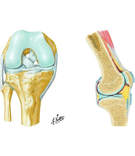 Knee joint  