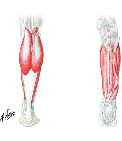 Muscles that plantarflex the ankle 