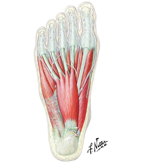Muscles that plantarflex the foot and flex the toes