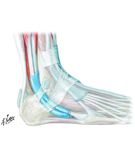 Muscles that evert the foot