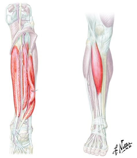 Muscles that invert the foot