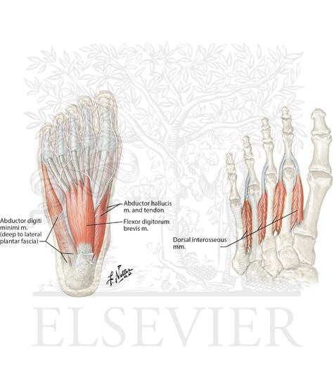 Muscles that abduct the foot and toes