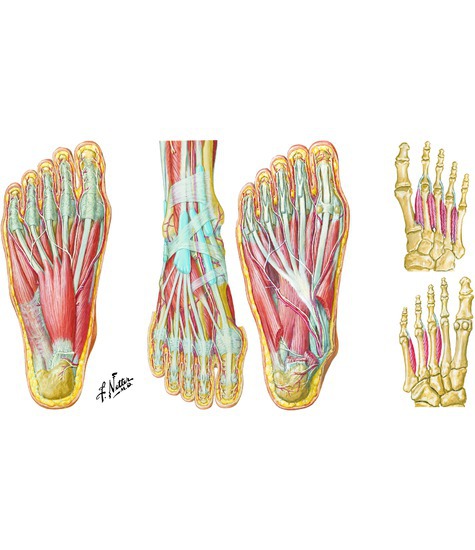 Muscles of the foot