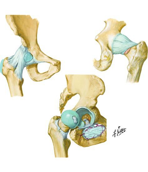 Hip joint