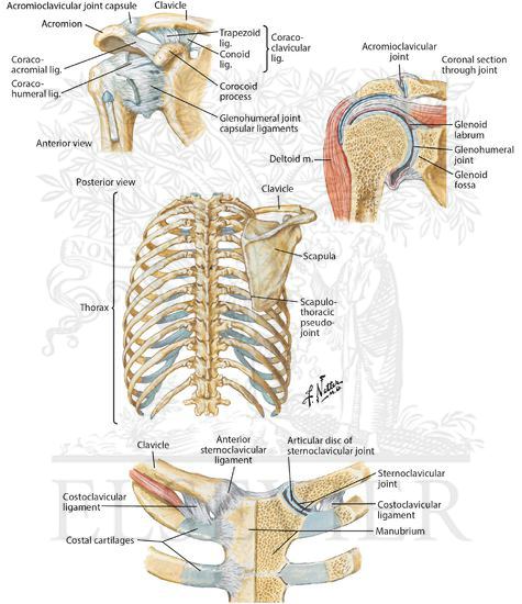 Joints of the shoulder girdle (sternoclavicular, acromioclavicular, and glenohumeral joints)