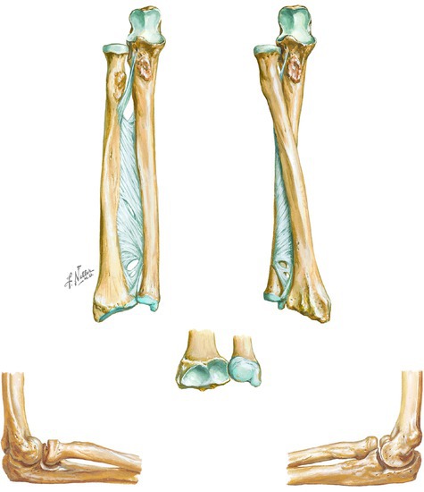 Bones of the forearm and elbow joint