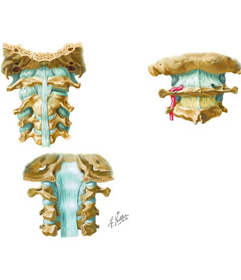 Ligaments of elbow