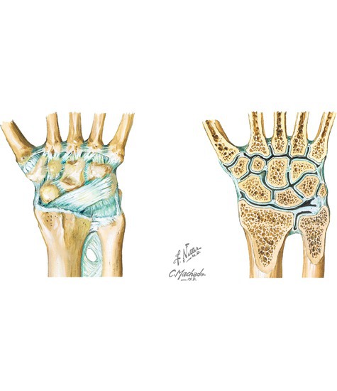 Watermarked preview of unlabeled image: Joints and ligaments of the wrist and hand