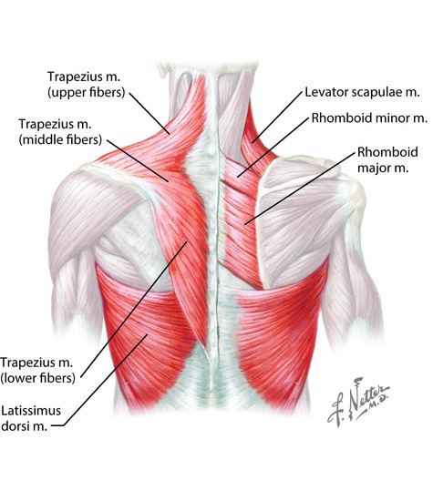 Extrinsic muscles of the back