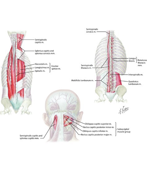 Intrinsic muscles of the back 