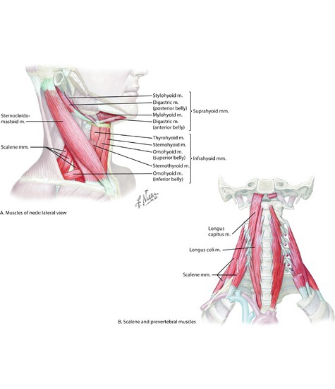 Watermarked preview of unlabeled image: Muscle Groups of the Anterior Neck