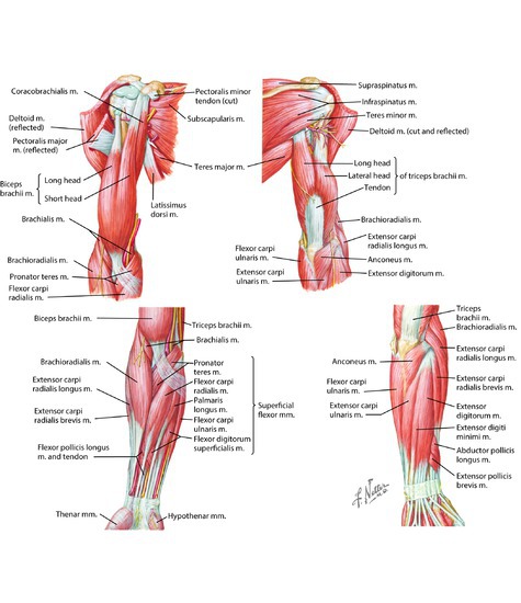 Musculature of the arm