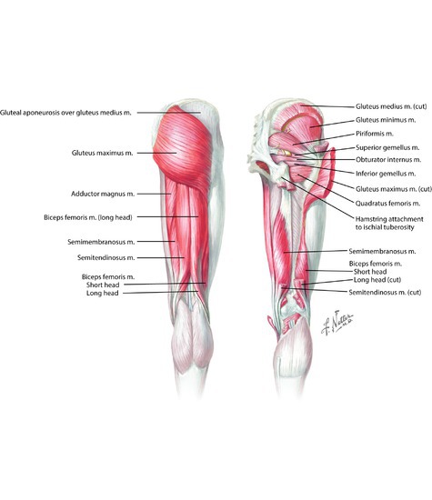 Thigh glute on sale muscles