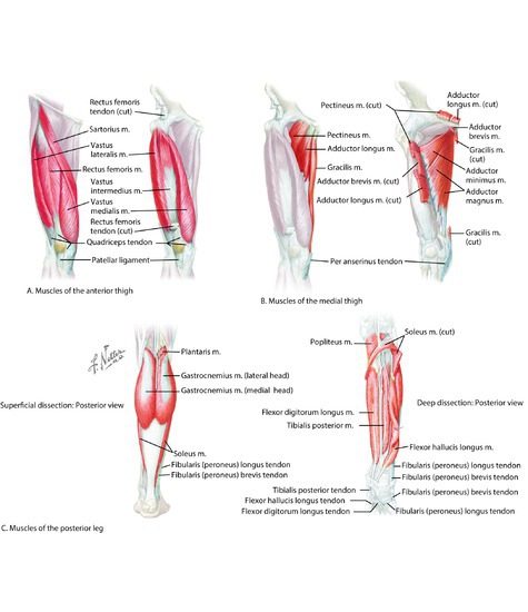 Muscle Groups of the Thigh 