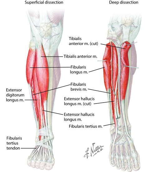 Muscles of the anterior and lateral compartments of the leg
