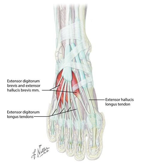 Muscles of the dorsum of the foot