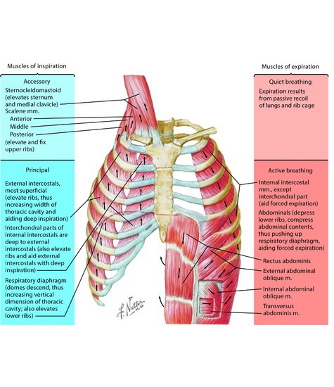 Muscles of Respiration