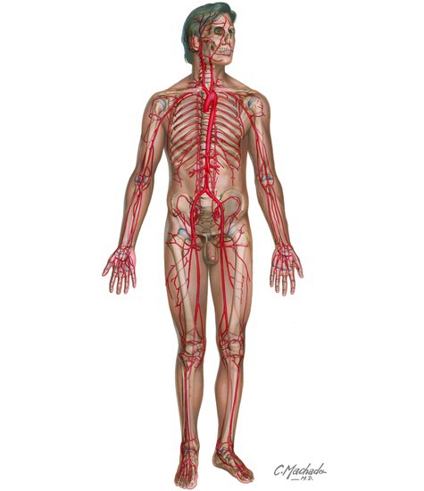 Arteries and Pulses