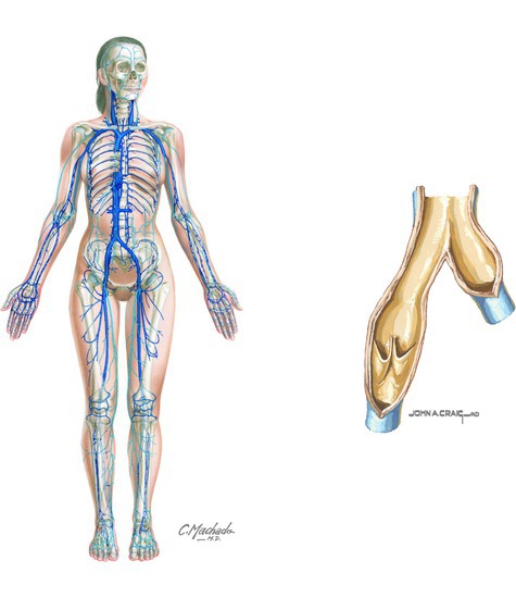Major systemic veins of the cardiovascular system