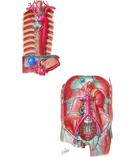 Arteries of the Thorax and Abdomen