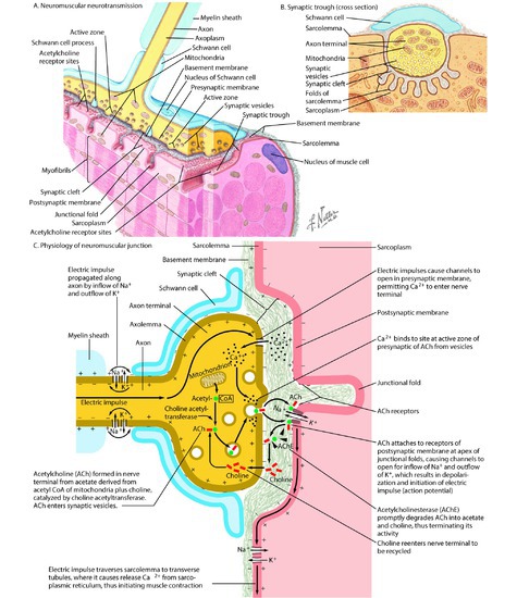 A. Neuromuscular Neurotransmission and B. Physiology of Neuromuscular Junction