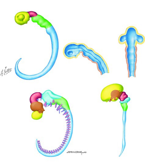Watermarked preview of unlabeled image: Development of the Brain 