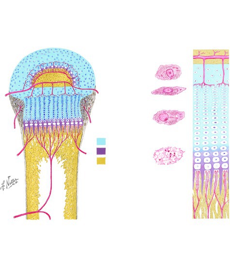 Regions of the Epiphyseal Plates 
