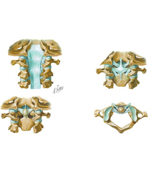 Cervical Vertebrae: Atlas and Axis Spine: Osteology