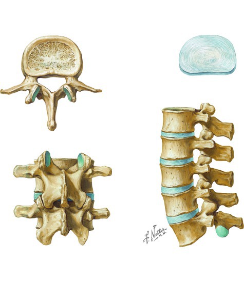 Lumbar Vertebrae and Intervertebral Disc Spine: Osteology
