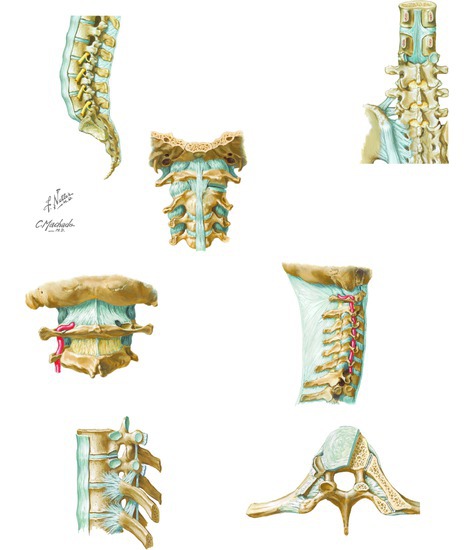 Vertebral Ligaments: Lumbosacral Region