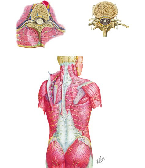 Spinal Nerve Cross Section