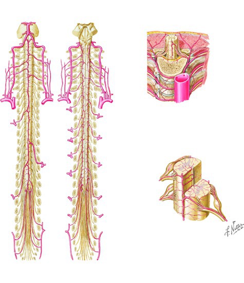 Arteries of the Spinal Cord