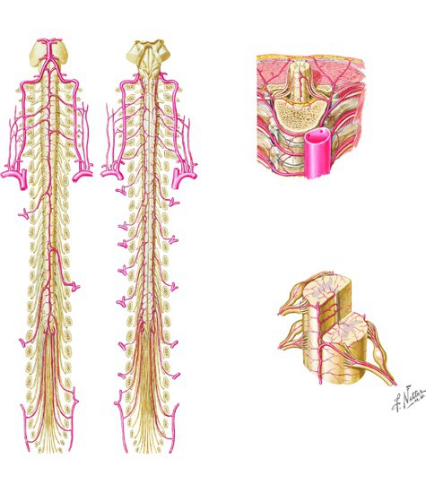 Nerves of the leg - posterior view