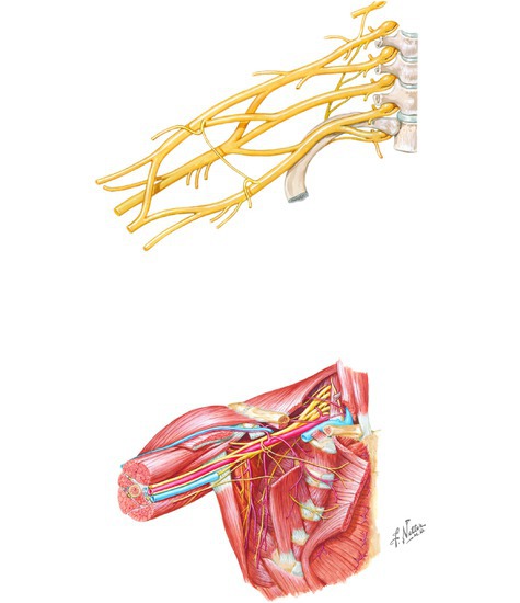 Brachial Plexus: Schema