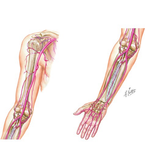 Arteries of the Arm and Forearm