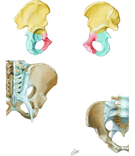 Watermarked preview of unlabeled image: Bones and Ligaments of the Pelvis