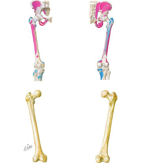 Osteology and Attachments of the Hip and Thigh