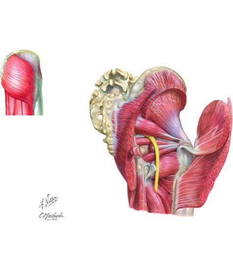 Gluteal Muscles